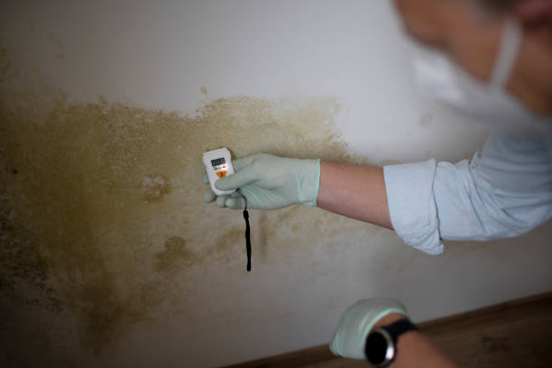 Best Mold Damage Restoration  in Vandergrift, PA